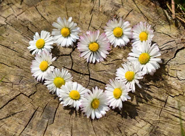 heart shaped flower on tree stump